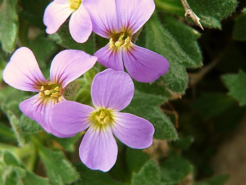 Aubretia columnae e Inula verbascifolia in habitat